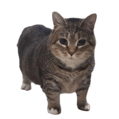 OIIA Cat